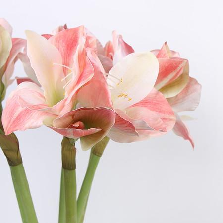 Clivia Orchid Stem in Pink 30" Tall